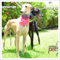 Copyright Darwin Pet Spa 2012